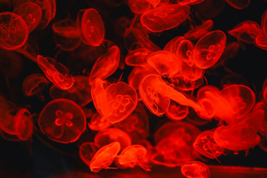 jellyfish in a red lit tank